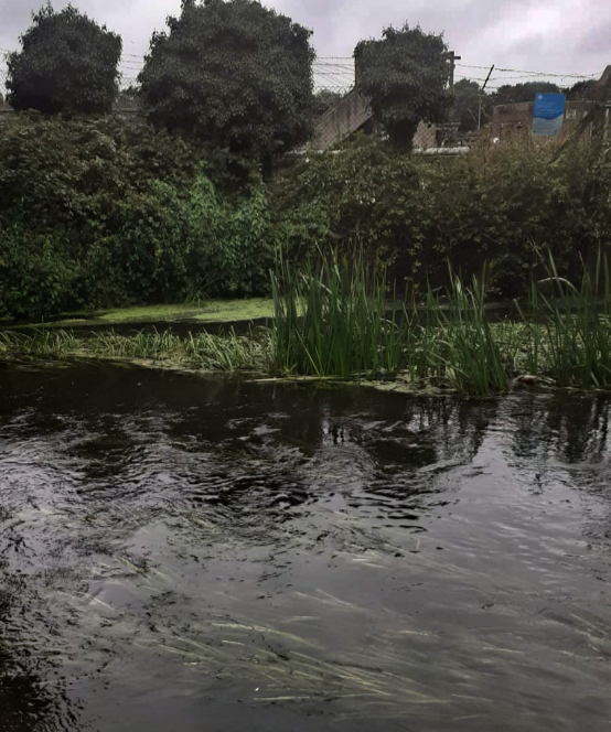Black-water-River-Sandhurst-v1 Turbidity Test - Blackwater River