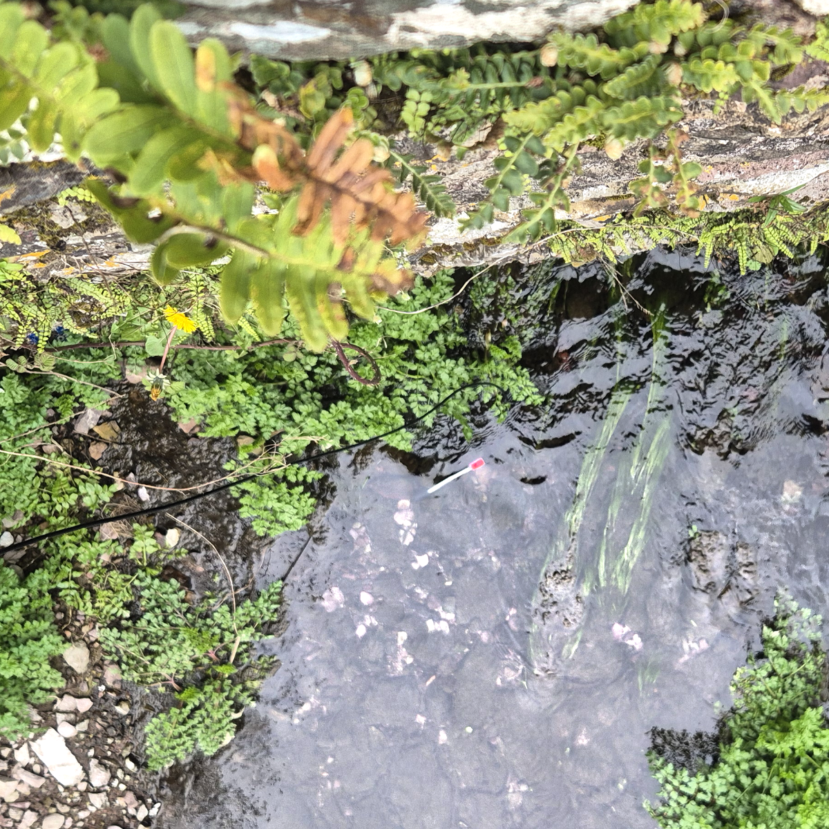 Tryptophan sensor deployment